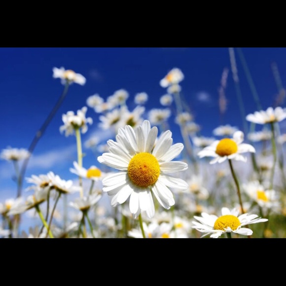 Meet your Posher, KT - Picture 1 of 1